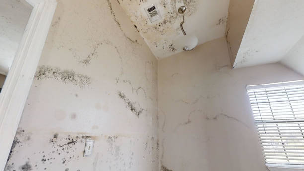 Professional Mold Removal in Champion Heights, OH