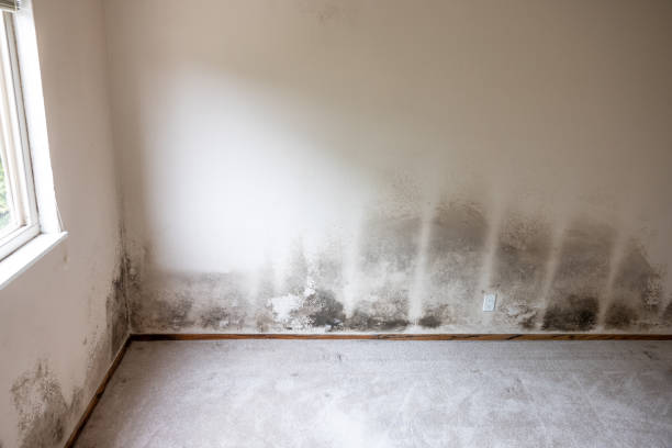  Champion Heights, OH Mold Removal Pros