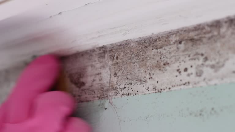 Best Mold Damage Restoration  in Champion Heights, OH